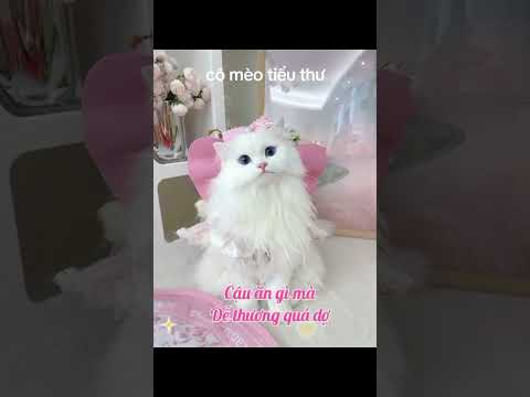 con mèo biến hình 8 #conmèobiếnhình8 #nghiakute #toanredblack89