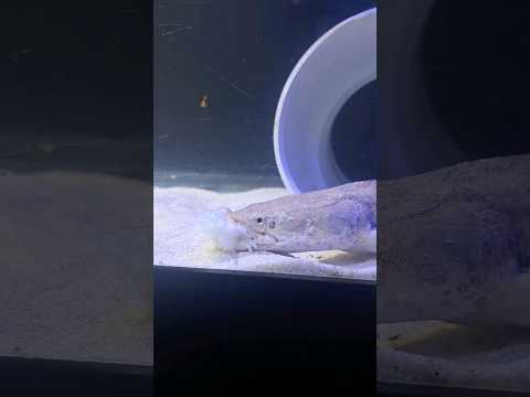 Feeding King Bichir #pets #aquarium