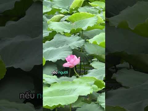 Hãy sống như chiếc lá cứ việc mà xanh thôi