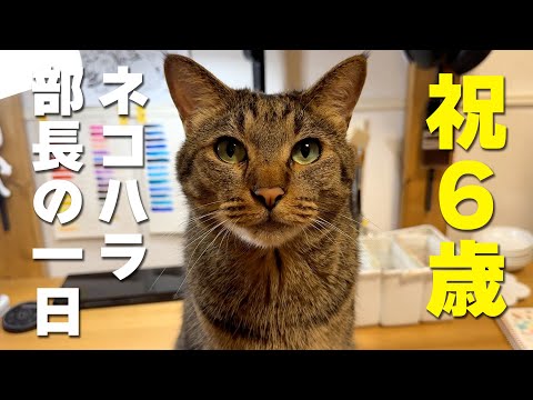 【誕生日】祝6歳!ネコハラ部長こぱん君の一日に密着しました!