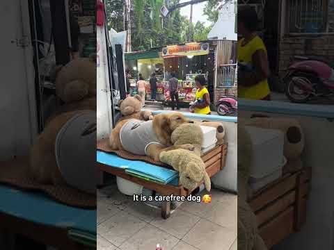 Funny and cute dogs compilation#funnydogs#cute#doglover#doglife#cure#dogshorts#pet#doglife#dogshorts