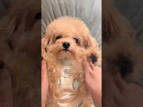 6岁狗狗每天还以为自己是个宝宝 #萌宠 #萌犬出道计划 #可爱小狗狗 #泰迪泰迪 #宠物狗狗