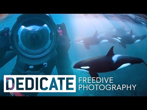 Freediving with Orcas Ft. Underwater Photographer Jacques de Vos - UCblfuW_4rakIf2h6aqANefA