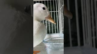 アヒルさんの水分補給 #shorts