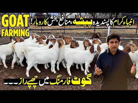 Goat Farming Business In Islam | Amazing Billion Dollar Industry | Made In Pakistan