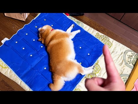 気配の察知だけは武術の達人の領域に達している柴犬