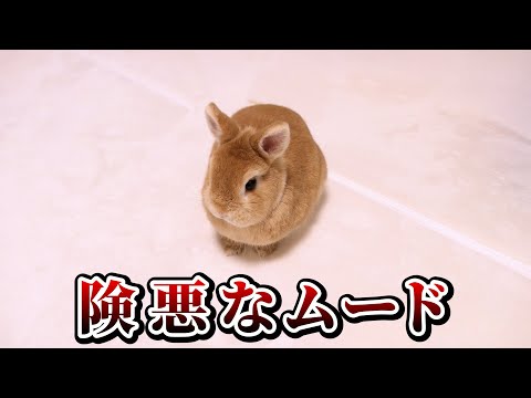 噛んだり足ダンしたりで険悪な雰囲気になったうさぎはこうなります