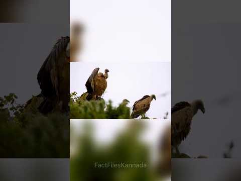 ಭಾರತದಲ್ಲಿ ಬೋಳು ತಲೆಯ ರಣ ಹದ್ದು | vulture #vulture #wildanimals #kannadainformation