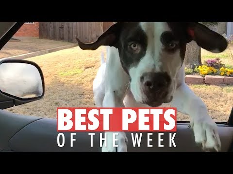 Best Pets of the Week Video Compilation | February 2018 Week 2 - UCPIvT-zcQl2H0vabdXJGcpg