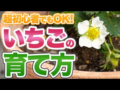 【超初心者向け!】苺の育て方のポイントをプロが紹介!【ガーデニング】【園芸チャンネル】