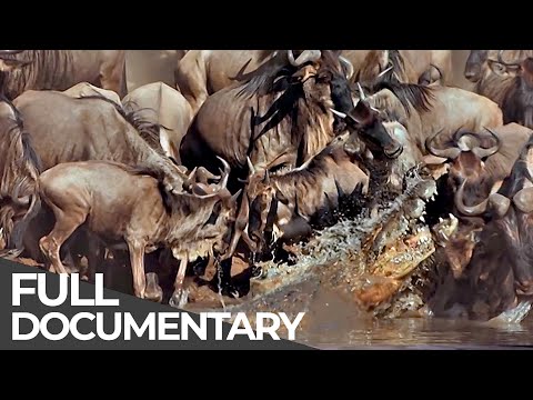► Serengeti - The Adventure (Full Documentary, HD) - UCijcd0GR0fkxCAZwkiuWqtQ