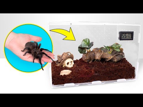 How Tarantulas Grow | A Perfect Spider House - UCw5VDXH8up3pKUppIvcstNQ