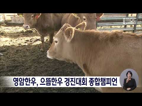 영암한우, 으뜸한우 경진대회 종합챔피언[목포MBC 뉴스데스크]