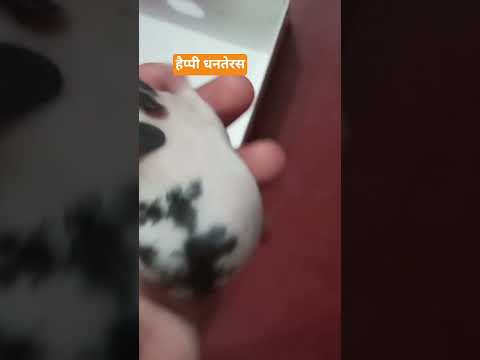 #mannurabbit #happy dhanteras