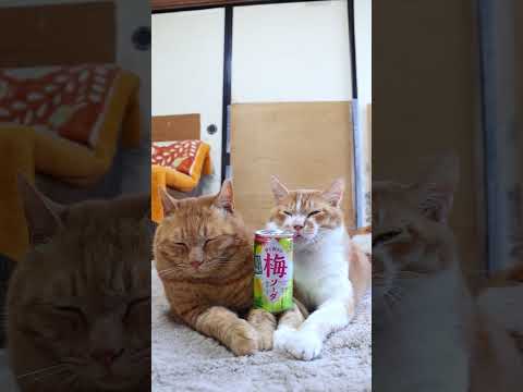 猫の動画サムネイル - 香り爽やか梅ソーダ　250728　#のせ猫　 #cat #cute #ネコ　 #ねこ　 #kitten　 #猫のいる暮らし　 #猫のいる生活　 #cutecat