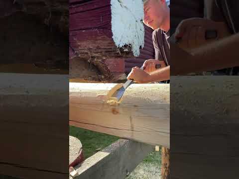 Fresh timbers for an old stabbur