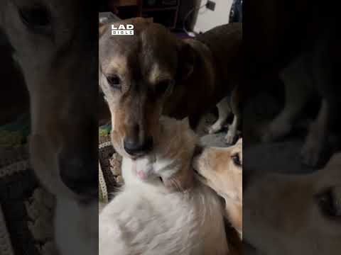 Adopted, but at What Cost? 🤣🐱 (🎥: ViralHog)