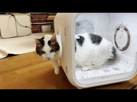 猫の動画サムネイル - さらに肥大化した疑いが浮上した猫