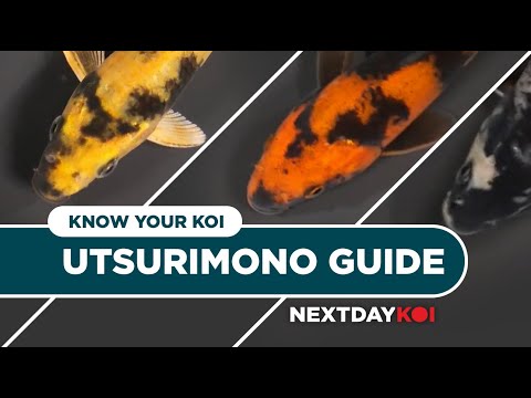 Utsurimono Koi Fish_ Hi, Ki, Shiro Utsuri | Know Y Utsurimono koi, or 