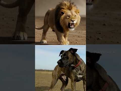 #tiger #animals #bigcat #wildlife #lion #blackpanther #wolf #동물 #북극곰 #polarbear