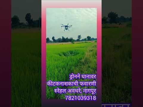 ड्रोनने धानावर कीटकनाशकाची फवारणी🌿🌱 #shorts #ytshorts #trending #short #youtubeshorts #youtube.