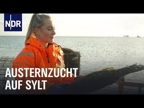 Abenteuer Sylter Austernzucht | Die Nordreportage | NDR Doku