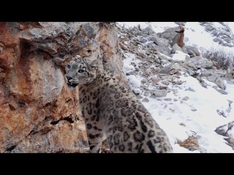 Chasing the Rare Snow Leopard I Behind the Scenes of Frozen Planet II | BBC Earth