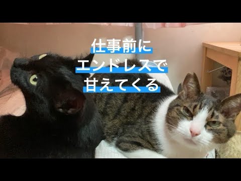 毎朝エンドレスで甘えてくる猫