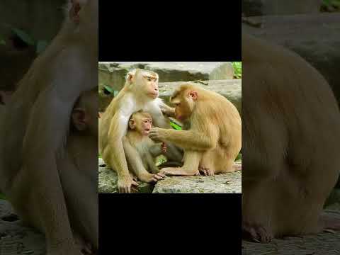 Look Amazing Monkeys, #animal #videos #cute #foryou #wildlife #nature #love #like #live #world