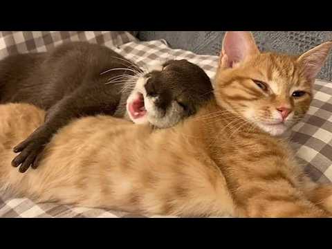 Cats and Their Weird Babies -  Cute Cat and Baby Animal