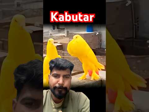 Kabutar 🕊️ lovers #pigeon #pigeonlaver #kabootar #viral #funny #facts #new #comedy