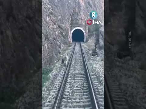 Sivas'ın yollarında ayı ailesi: Tren yoluna çıkan <strong>anne</strong> ayı ve yavruları panikle kaçıştı
