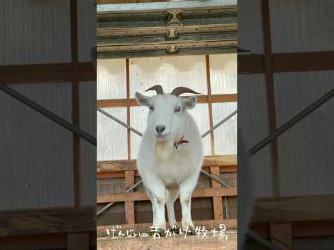 何かが見えているヤギ #ヤギ #goat