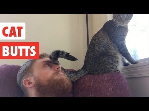 Cat Butts | Funny Cat Video Compilation 2017 - UCPIvT-zcQl2H0vabdXJGcpg