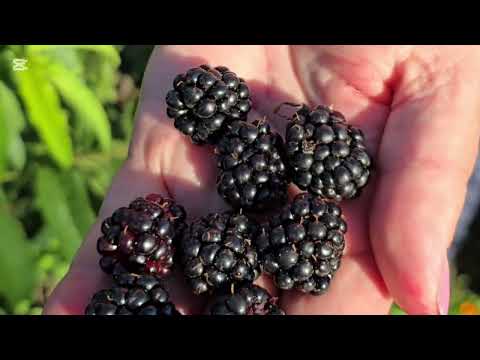 НЕСКОЛЬКО ДНЕЙ МОЕГО ОТПУСКА У РОДИТЕЛЕЙ | ОТДЫХАЮ В РОДИТЕЛЬСКОМ ДОМЕ #отпусквукраине #сельскийбыт 