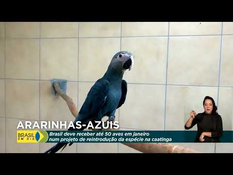 Brasil recebe ararinhas-azuis da Alemanha para repovoar caatinga