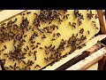 شاهد: شركة تونسية تطور خلايا ذكية تحمي النحل وتعزز إنتاجيته
 - نشر قبل 21 ساعة