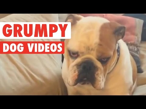 Funny Grumpy Dog Pet Video Compilation 2016 - UCPIvT-zcQl2H0vabdXJGcpg