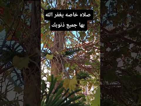 صلاةخاصه يغفر الله بها جميع ذنوبك #قراقيش_فود #اكسبلور