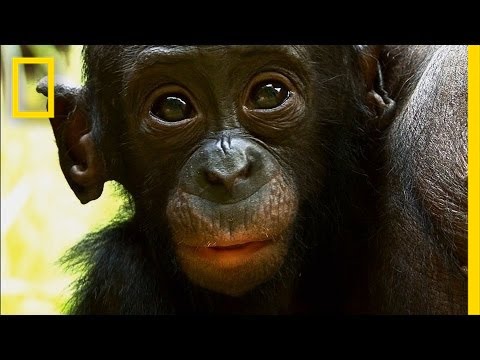 Things You Probably Didn't Know About Cute Bonobos | National Geographic - UCpVm7bg6pXKo1Pr6k5kxG9A