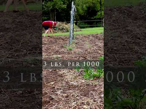 Cover crop for building soil (click link for full video)  #garden #southerngardens