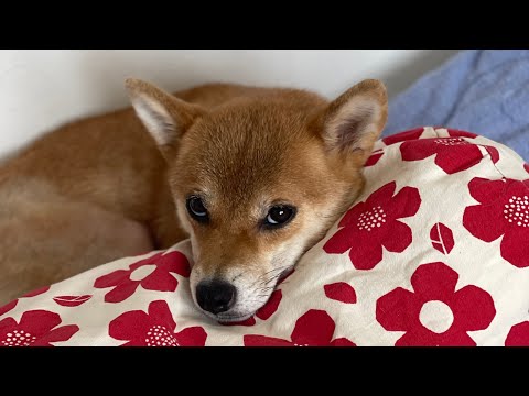 昼配信だと元気なんです😊柴犬小夏のKonachannel がライブ配信中！