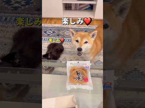 犬の動画サムネイル - 一緒におやつタイム🐶🐶❤️#柴犬 #チワワ #shorts