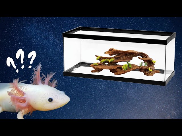 What Size Tank Do You Need for an Axolotl?