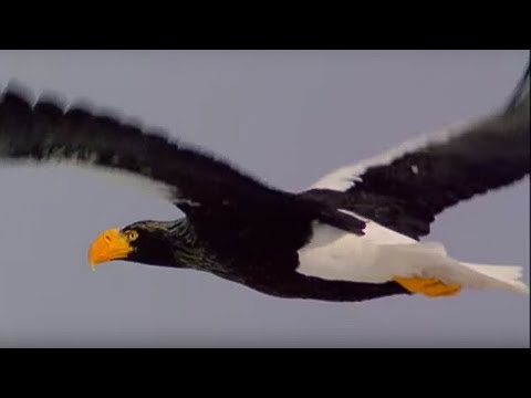 Eagles in the Snow | Secret Japan | BBC Earth - UCwmZiChSryoWQCZMIQezgTg