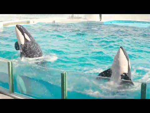 猫の動画サムネイル - 【週末おさかな部】ぬりえテーマ「鴨川シーワールド」🎨🐟vol.131