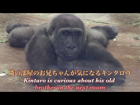 兄ゲンタロウの部屋に入れず、開かないドアを何度も叩いたり、揺すったりしてたキンタロウ⭐️ゴリラ Gorilla【京都市動物園】Kintaro wants to go to Gentaro's room