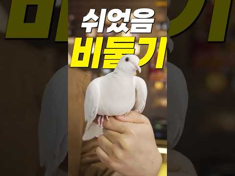 <strong>마술</strong> 비둘기도 실직한 요즘 일자리 근황ㄷㄷ;;