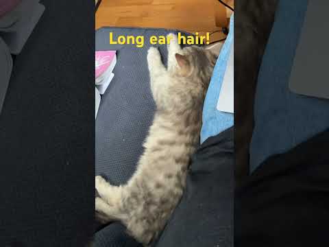Longest ear hair in history! on cute kitten, Garlic, Siberian forest cat.
