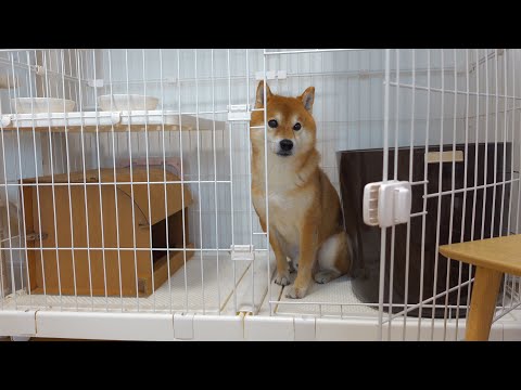 柴犬、猫に憧れ‥こうなる。